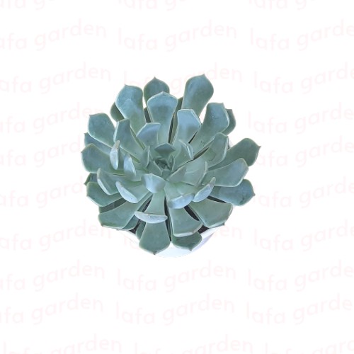 Sen đá size trung 01 cây để bàn làm việc LAFA GARDEN