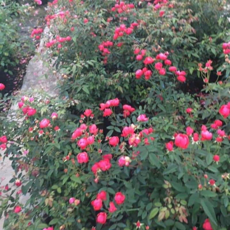 Hoa hồng trứng đỏ SIÊU HOA  - dễ chăm sóc, hoa quanh năm-house and garden