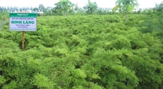 Lá đinh lăng phơi khô nhà trồng ( tắm trắng, giúp ngủ ngon giấc)
