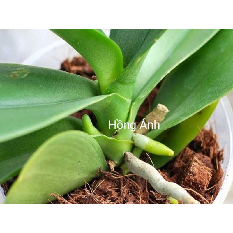 Xơ dừa miếng đã qua xử lý