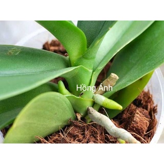 Xơ dừa miếng đã qua xử lý