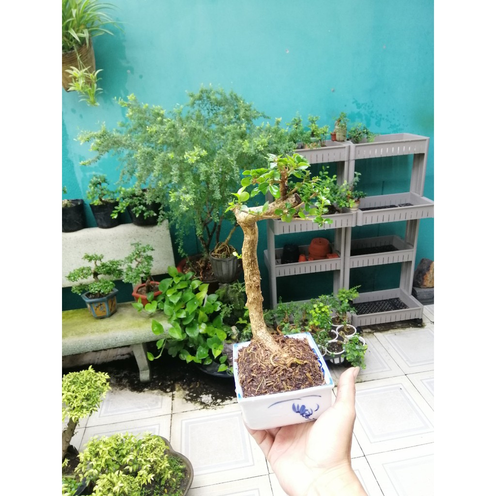 Bonsai mini Sam hương