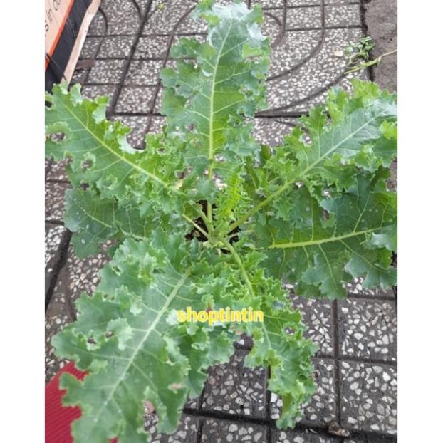 Chậu cải kale xoăn xanh giống Mỹ, nhiều dưỡng chất, giao hỏa tốc T HCM