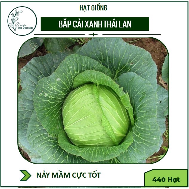 Hạt giống bắp cải xanh Thái Lan 440 hạt
