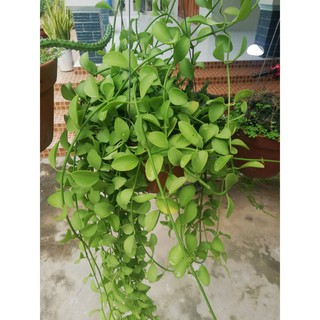 Cây hạt bí nhỏ