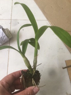 Lan khế đỏ giống mới