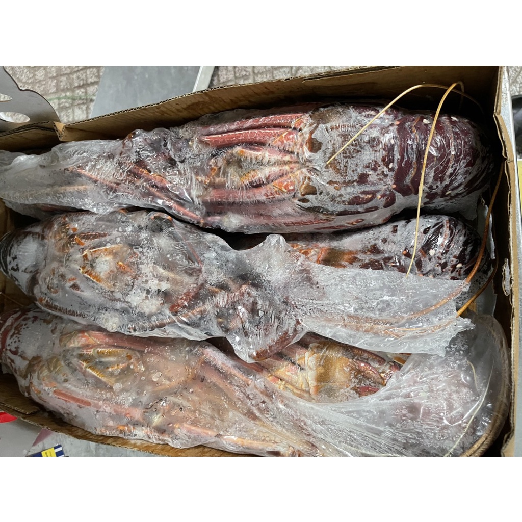 Tôm hùm đá đỏ Úc - 1,6 - 1,8 ký/con - Hàng đông lạnh