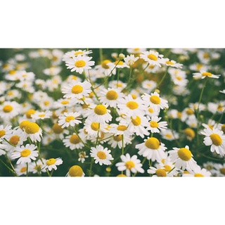 Hạt giống cúc họa mi (tặng kèm phân bón và kích mầm)