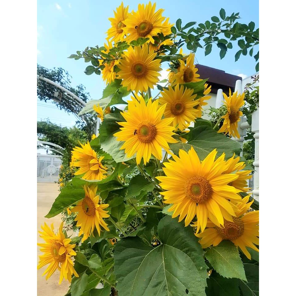 Hướng Dương Tháp F1