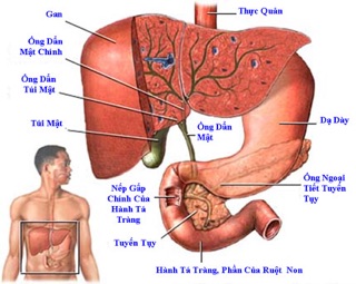 Combo 4 viên đá chườm gan