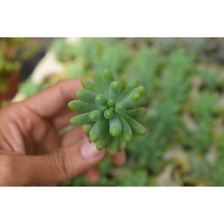 Sen đá thạch ngọc Mỹ mini 2-4cm