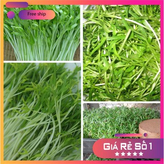 HẠT GIỐNG RAU MẦM RAU MUỐNG 50 GRAM LUCKY.VN