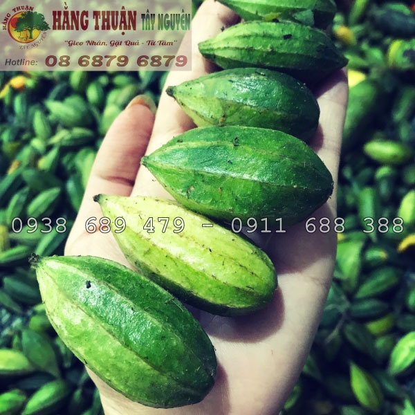 Trà Khổ Qua Rừng Hằng Thuận Tây Nguyên