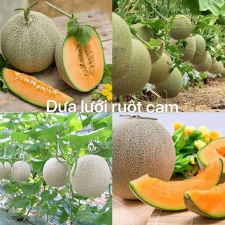 200 hạt dưa lưới xanh ruột cam