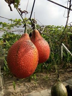 Son gấc dưỡng môi 100% thiên nhiên