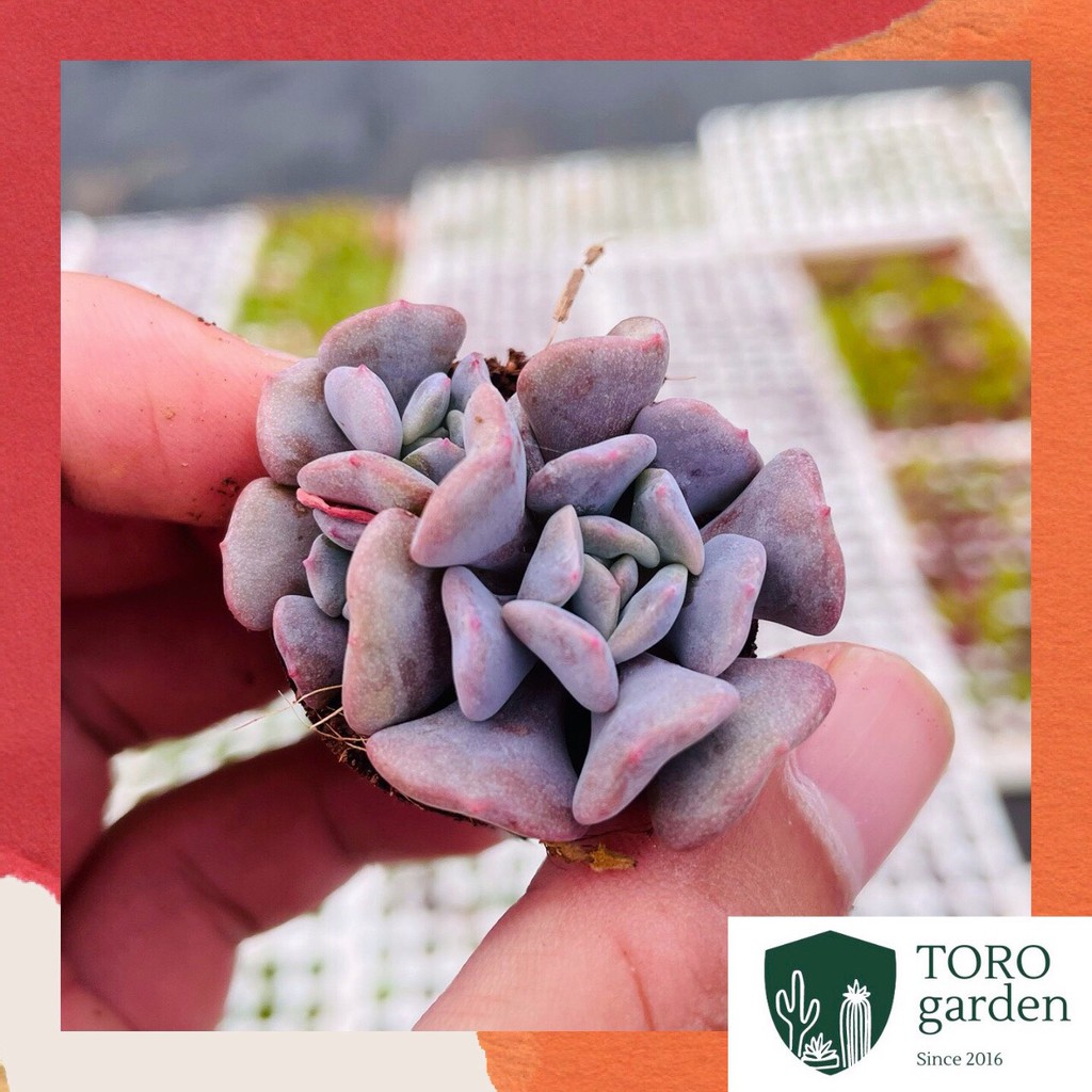 Sen đá cúc tím Đà Lạt size mini cây cảnh trang trí nhà cửa Toro garden