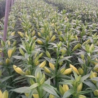 Củ hoa Ly giống, củ hoa Tulip