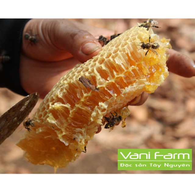 Mật ong hoa cà phê