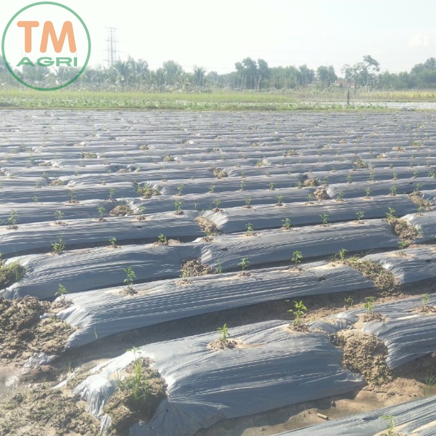 Màng Phủ Nông Nghiệp  2 mặt Xám Đen-cuộn 400 mét- Siêu Dai