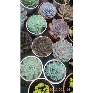 [Sale Giá Rẻ ]Sen đá Trung Size 9 - 11cm ( giao ngẫu nhiên )