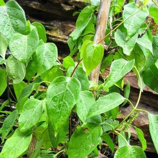 Hạt giống Lá Giang - Chumon - Vón vén