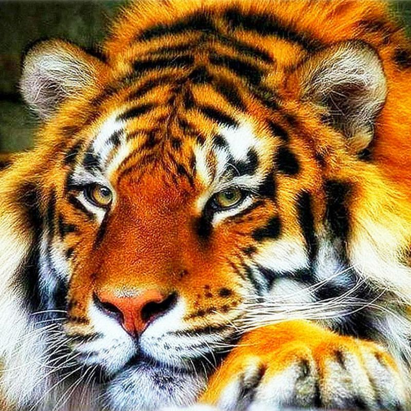 Tranh đính đá 5D tự làm hình động vật xinh xắn