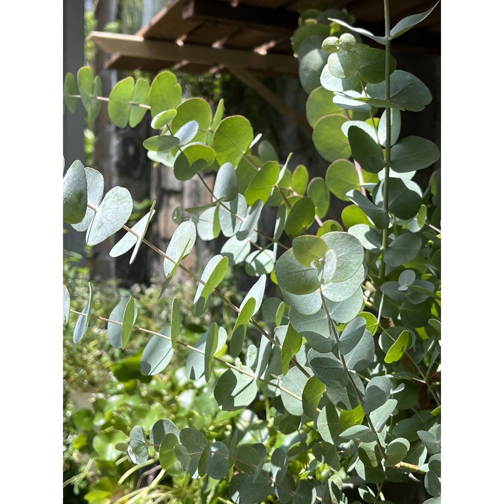 Cây Khuynh diệp True Blue - EUCALYPTUS TRUE BLUE
