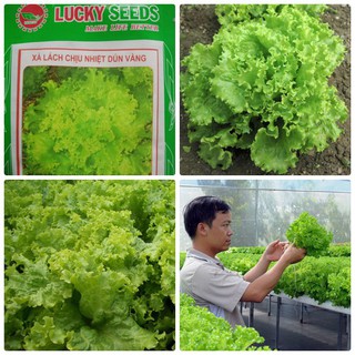 Mua  GIÁ GỐC  Hạt giống xà lách dún vàng - 5 gram