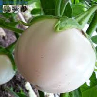 Hạt giống cà dĩa trắng