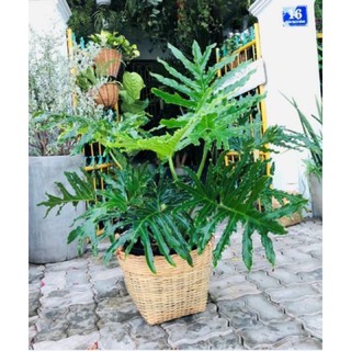Trầu Bà Thanh Xuân ( bụi lớn )