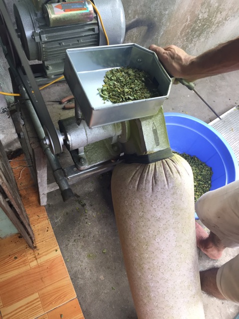 Bột chùm ngây nguyên chất sấy lạnh nhà làm | BigBuy360 - bigbuy360.vn