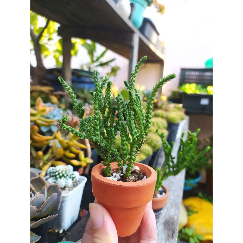 Cây Thông Sa Mạc Mini Plant siêu dễ thương