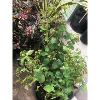 Cây hoa tường vi màu trắng