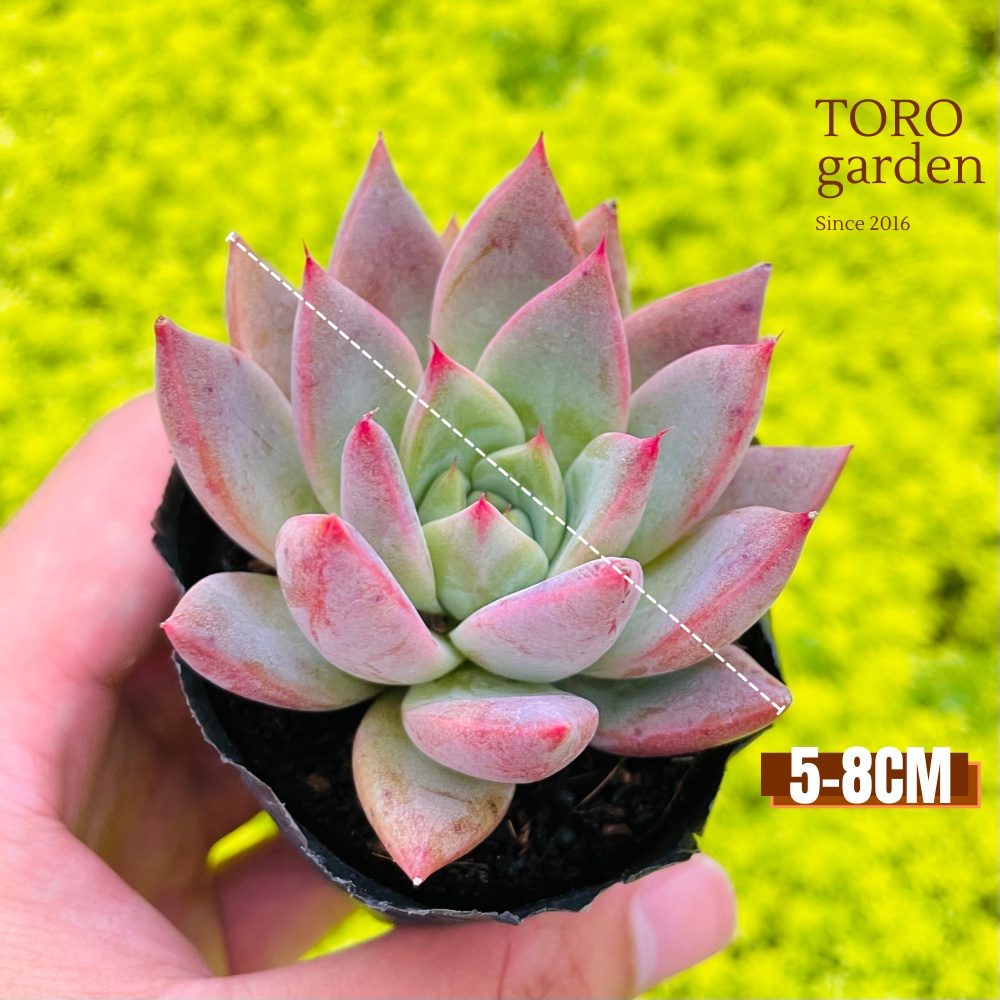 Sen đá mận tím Đà Lạt size bé cây cảnh trang trí nhà cửa Toro garden