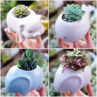 Chậu trồng cây hình con vật: thỏ, lợn, cá heo, voi