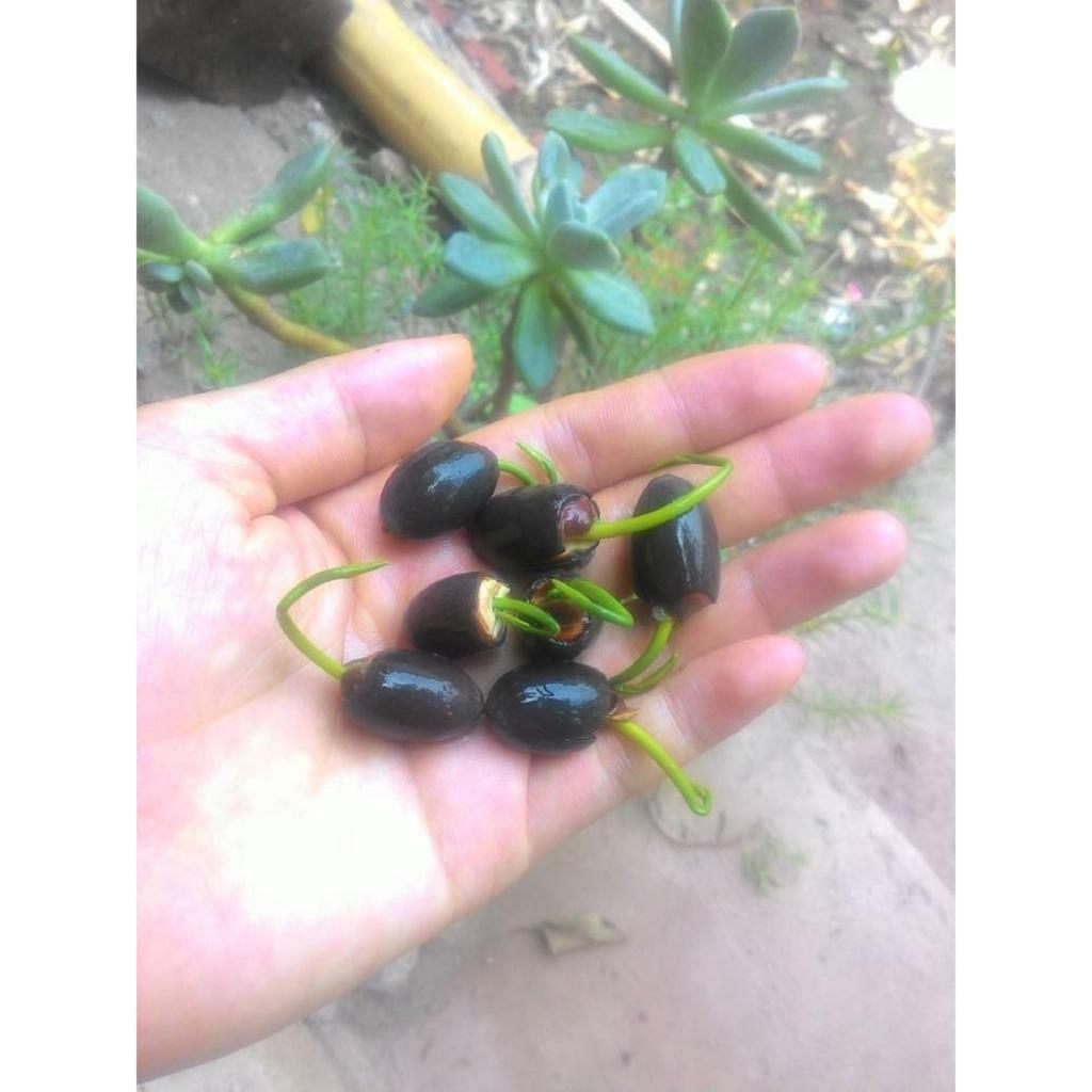 Bộ 2 gói Hạt giống hoa sen Nhật