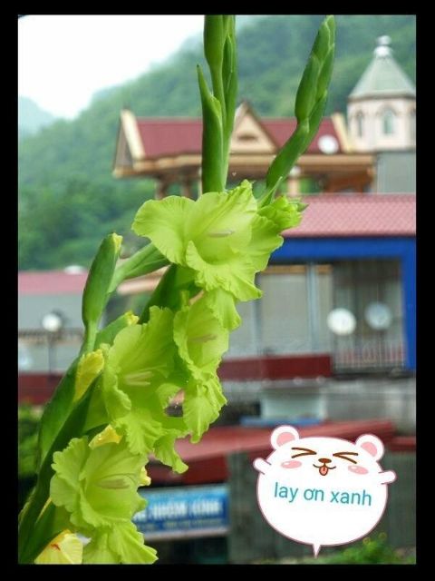 Củ hoa lay ơn Hà Lan