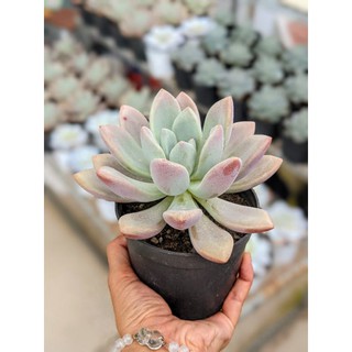 Sen sỏi hồng lá dài