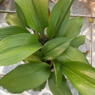 Hoa Ngọc Trâm ( Bạch Tuyết)