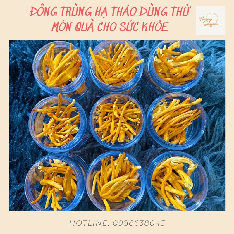 Đông trùng hạ thảo - mẫu dùng thử 7 ngày - hũ 1gr - đông trùng hạ thảo khô sấy thăng hoa cao cấp