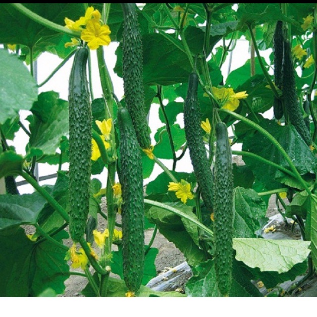 Hạt giống dưa chuột Nhật- gói 1gr