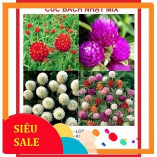 Hạt Giống Hoa Cúc Bách Nhật nhiều màu