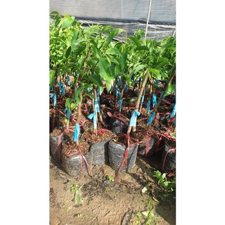 CÂY GIỐNG NA ÚC QUẢ ĐỎ (CÂY GHÉP CHO TRÁI SIÊU SỚM)