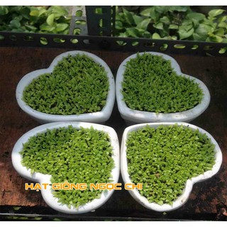 Hạt Giống Cây Cỏ May Mắn - 100 Hạt