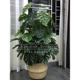Trầu Bà xẻ 110cm loại đẹp