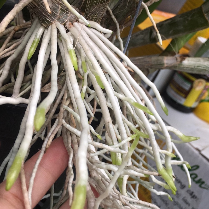 Kích Rễ Cực Mạnh ARROW-N