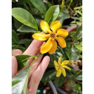 Cây lài vàng/lài hoàng đế cho hoa lâu tàn, rất thơm - Gardenia tubifera
