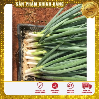Hạt giống hành Paro F1 - 1gr