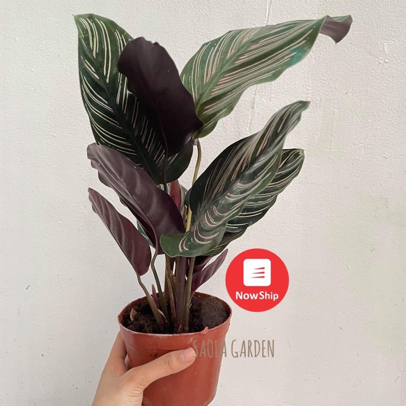 Cây Đuôi công tím sọc trắng - Calathea Ornata - Cây cảnh để bàn nội thất văn phòng