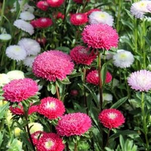 Hạt giống hoa Cúc magic mix màu nhập thái lan nguyên gói 400 hat